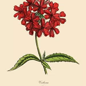 Verbena Plants, Victorian Botanical Illustration