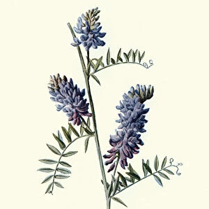 Vicia cracca, Bird vetch or tufted vetch, Common weed