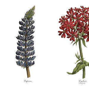 Victorian Botanical Illustration of Catchfly and Lupinus Plants