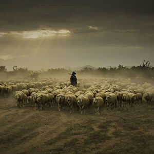 Vietnam - Phan Rang flock of sheeps