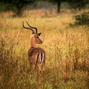View of a Male Impala with Lyre-Shaped Horns, White Tail and Several Black Markings, Kruger National Park, South Africa