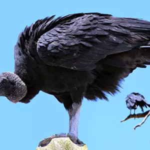 Vulture in detailed portrait