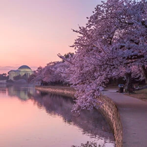 Washington DC Cherry Blossom Sunrise