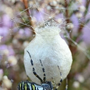 Wasp Spider or Orb-weaving Spider -Argiope bruennichi-, spinning a cocoon, Emsland, Lower Saxony, Germany