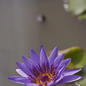 Water lily -Nymphaea colorata-, violet, purple