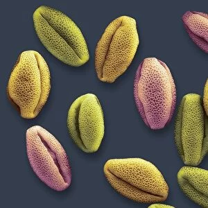 Water lily pollen grains, SEM