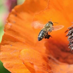 Western honey bee -Apis mellifera- collecting pollen, attaching pollen on its rear legs, next to an Oriental poppy -Papaver orientale-
