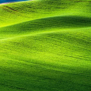 Wheat fields of Palouse region in spring, Washington State, USA