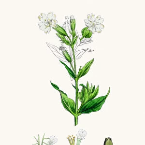 White Campion flower