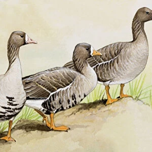 Three White-fronted geese (Anser albifrons), standing side by side