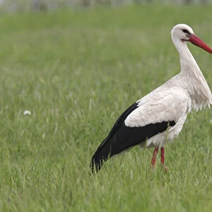 White Stork -Ciconia ciconia- standing on a meadow, Burgenland, Austria