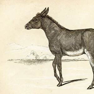 Wild ass engraving 1851