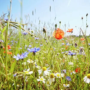 Wild flower meadow with chamomile flowers, poppies and cornflowers against blue sky in summer