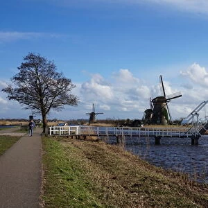Windmills, Bridge, Tree at kinderdijk, the Netherlands