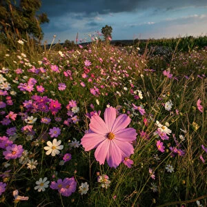 Wonderland of Wildflowers Landscape, Cosmos (Bidens formosa) wildflowers at Sunset, Magaliesburg, Gauteng Province, South Africa