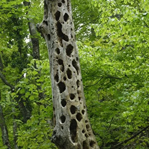 Woodpecker holes in a dead tree