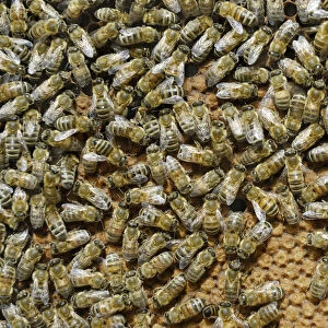 Worker bees on sealed brood comb