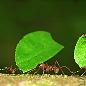 Nature & Wildlife Framed Print Collection: Ants