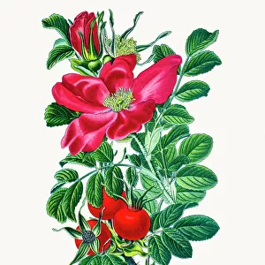 Wrinkled Rose (Rosa rugosa)