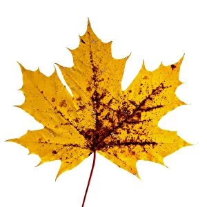Yellow, autumn-coloured maple leaf -Acer- with brown spots