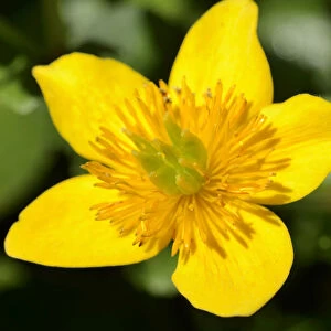 Yellow flower of the Marsh Marigold -Caltha palustris-