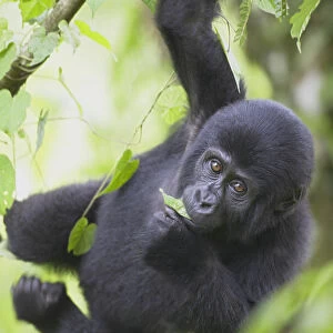 Young Mountain Gorilla (Gorilla gorilla beringei) hanging from tree