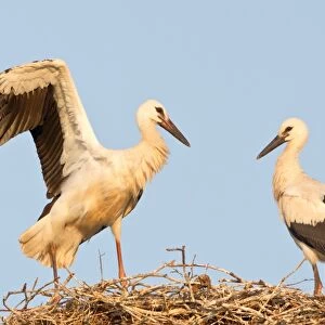 Young white storks -Ciconia ciconia-, flying attempts at the nest, Hesse, Germany