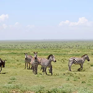 Zebras in the savana