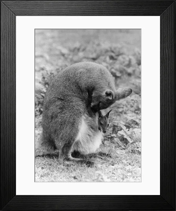 Framed Print : Walla-Baby Framed Print : Walla-Baby