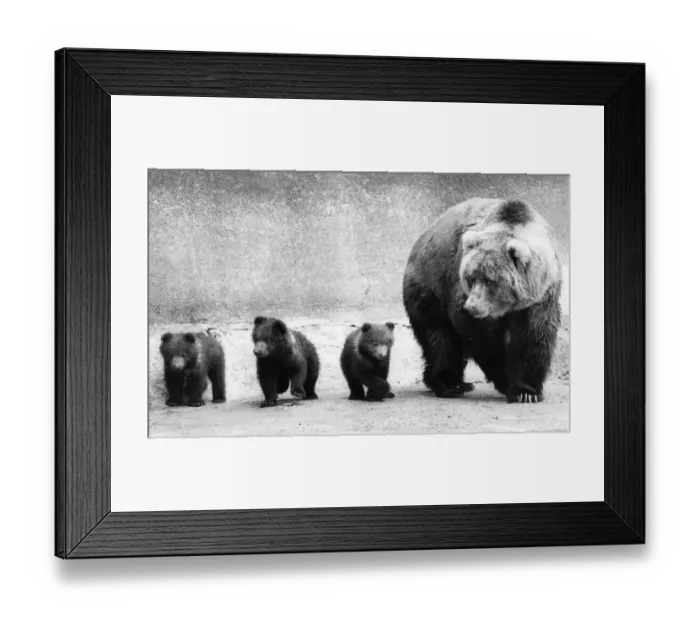 Framed Print : Bear Family Framed Print : Bear Family