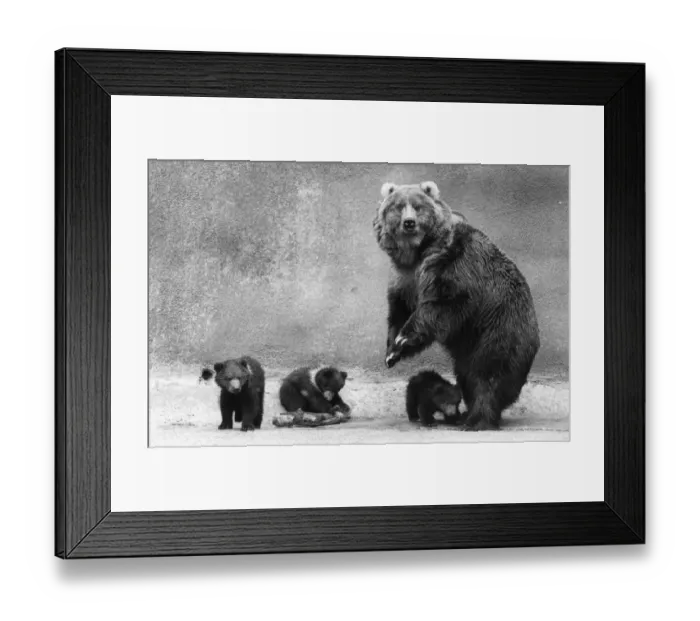 Framed Print : Kodiak Bear Family Framed Print : Kodiak Bear Family