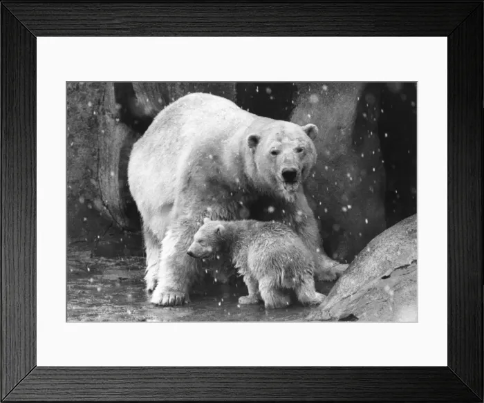 Framed Print : Polar Bear Family Framed Print : Polar Bear Family