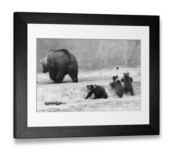 Framed Print : Kodiak Bear And Cubs Framed Print : Kodiak Bear And Cubs