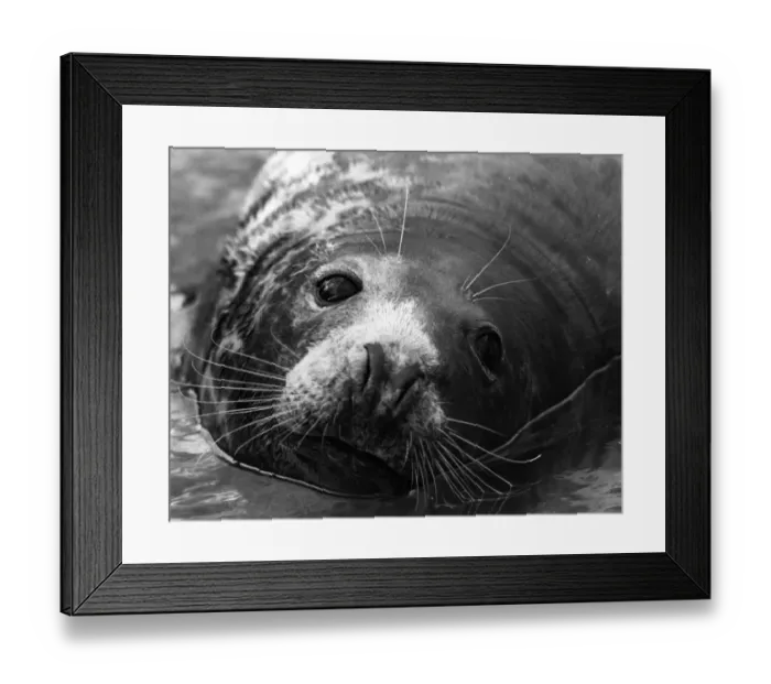 Framed Print : Seal Close-Up Framed Print : Seal Close-Up