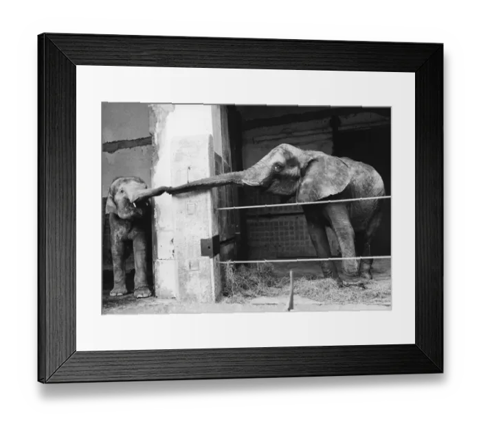 Framed Print : Welcoming Elephant