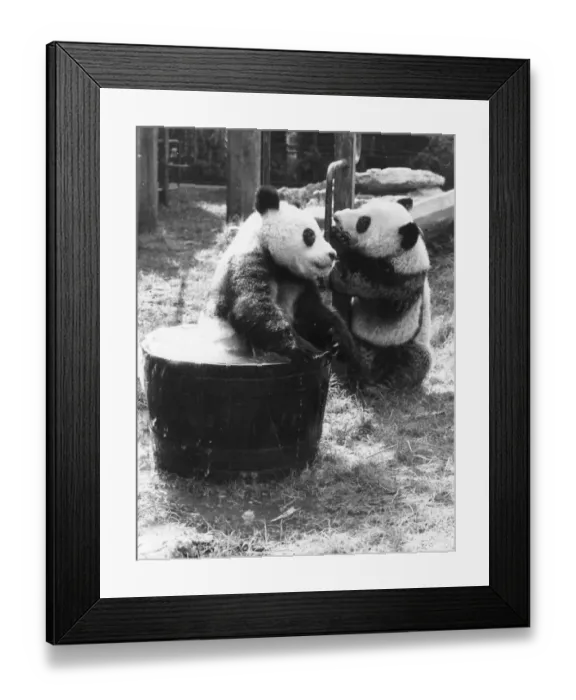 Framed Print : Pandas Playing Framed Print : Pandas Playing