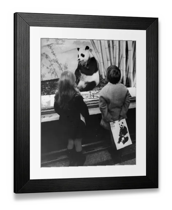 Framed Print : Panda Watch Framed Print : Panda Watch