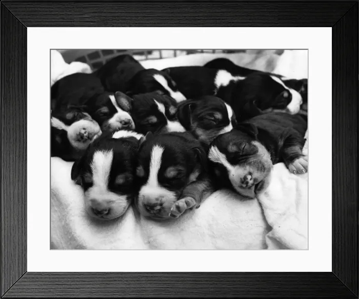 Framed Print : Metric Pups Framed Print : Metric Pups
