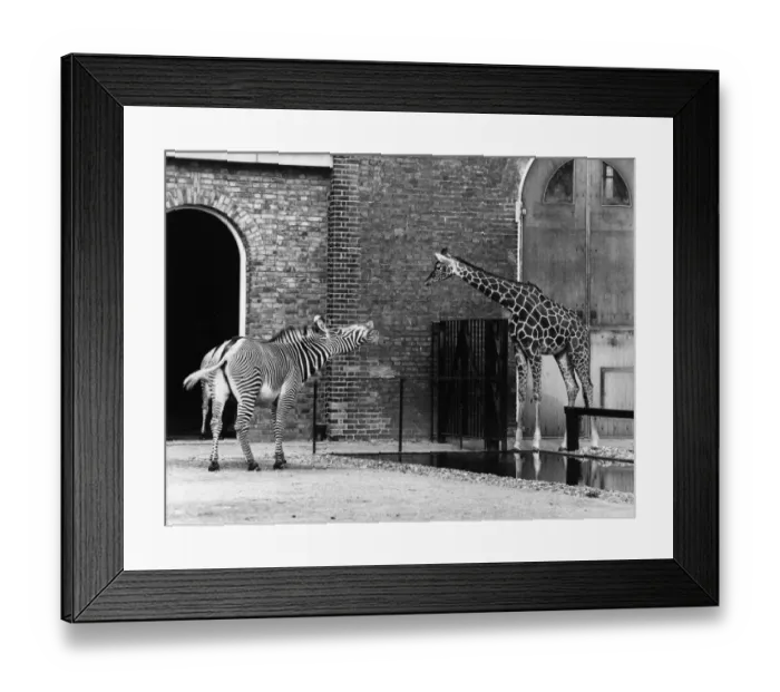Framed Print : Mind Your Business Framed Print : Mind Your Business