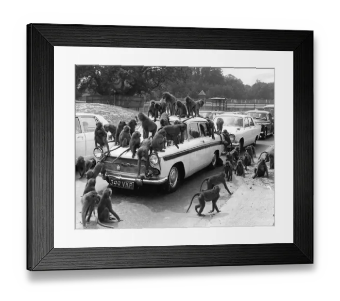 Framed Print : I Wanna Be Like You Framed Print : I Wanna Be Like You