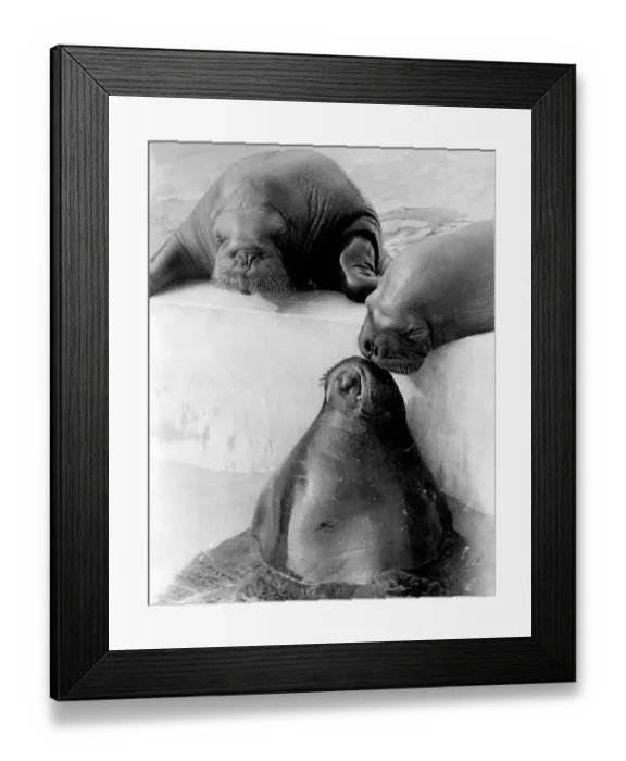 Framed Print : Three Seals Framed Print : Three Seals