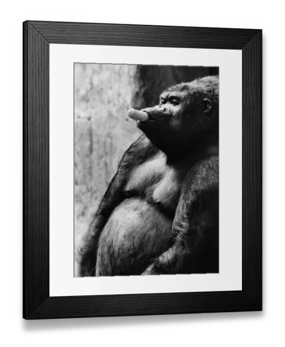 Framed Print : Look No Hands Framed Print : Look No Hands