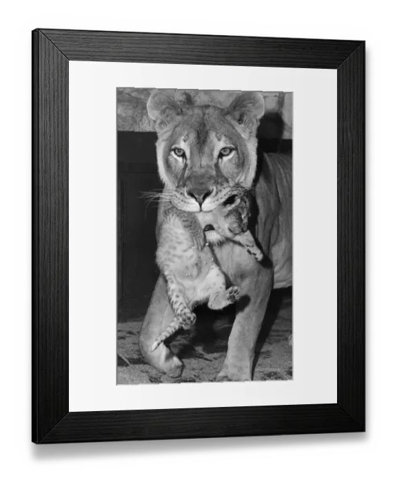 Framed Print : Lioness And Cub Framed Print : Lioness And Cub