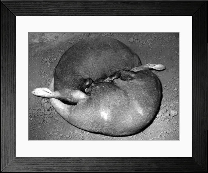 Framed Print : Aardvarks. 29th July 1967: A pair of Aardvarks asleep at Basel zoo in Switzerland Framed Print : Aardvarks. 29th July 1967: A pair of Aardvarks asleep at Basel zoo in Switzerland