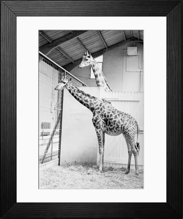 Framed Print : Mates For Life Framed Print : Mates For Life