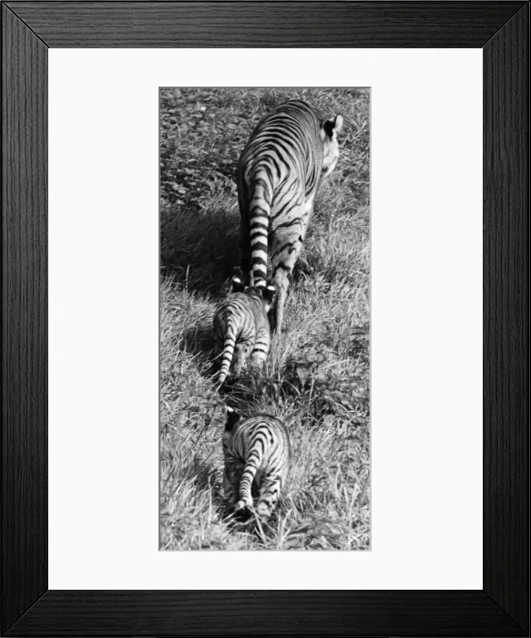 Framed Print : Three by Three Framed Print : Three by Three