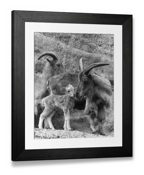 Framed Print : New Born Barbary Framed Print : New Born Barbary