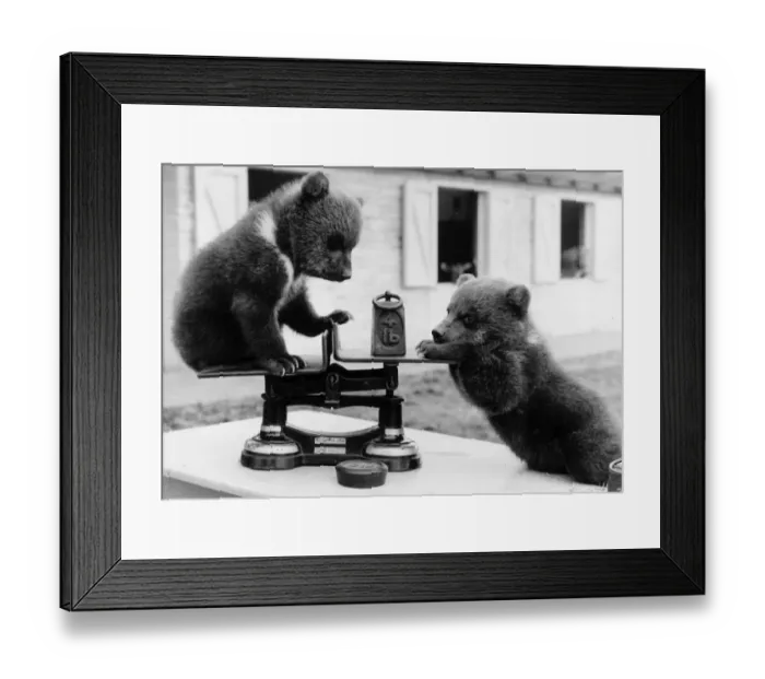 Framed Print : Bear Cubs. 3rd May 1962: Two brown bear cubs from a litter of triplets Framed Print : Bear Cubs. 3rd May 1962: Two brown bear cubs from a litter of triplets