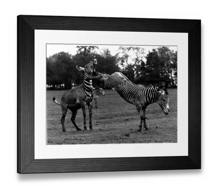 Framed Print : Pain In The Neck Framed Print : Pain In The Neck