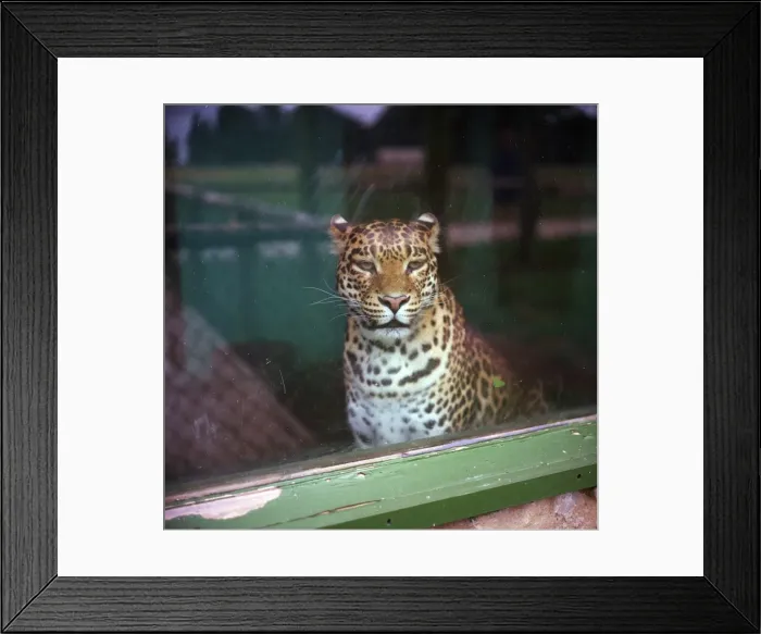 Framed Print : In Captivity